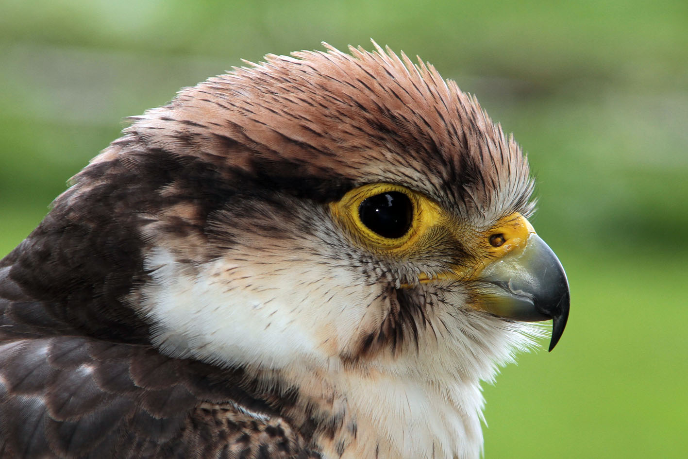 Falke – Symbolbild Neustart